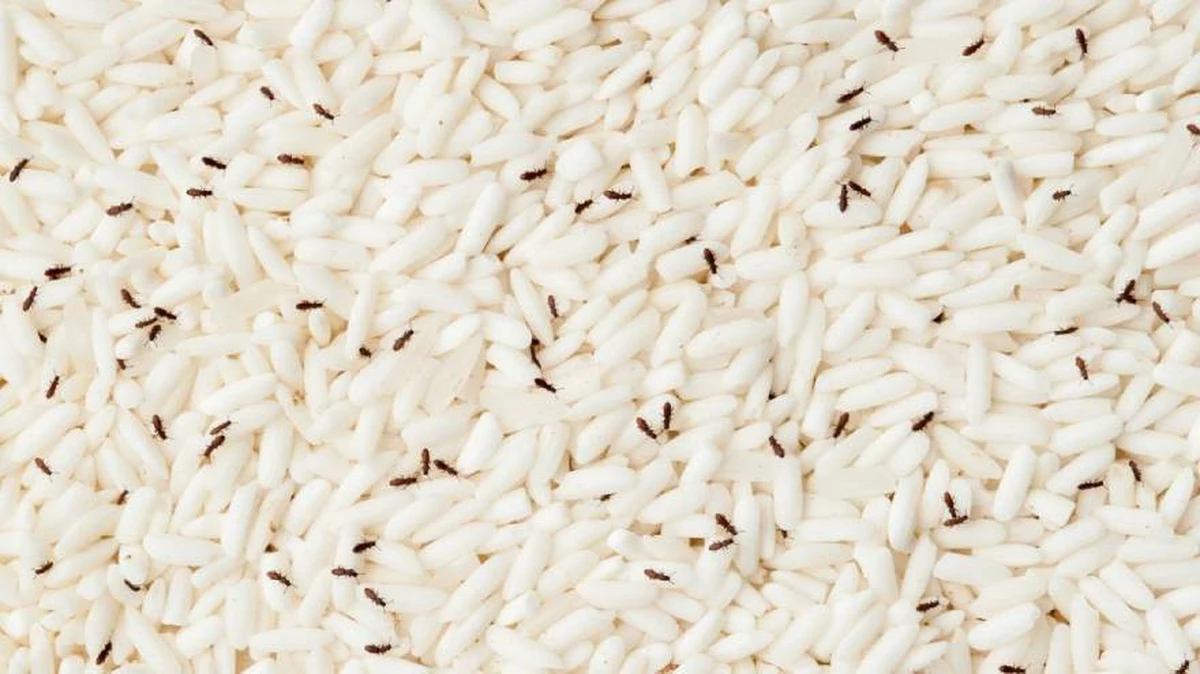 Por qué hay Gorgojos en la cocina y como prevenirlo