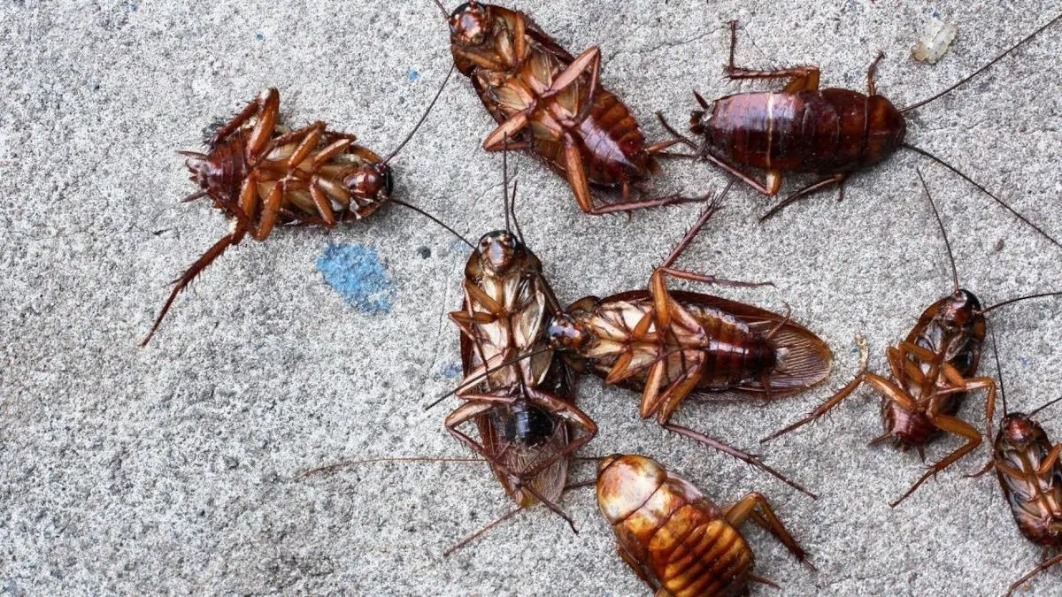 Cómo eliminamos una plaga de cucarachas desde la raíz