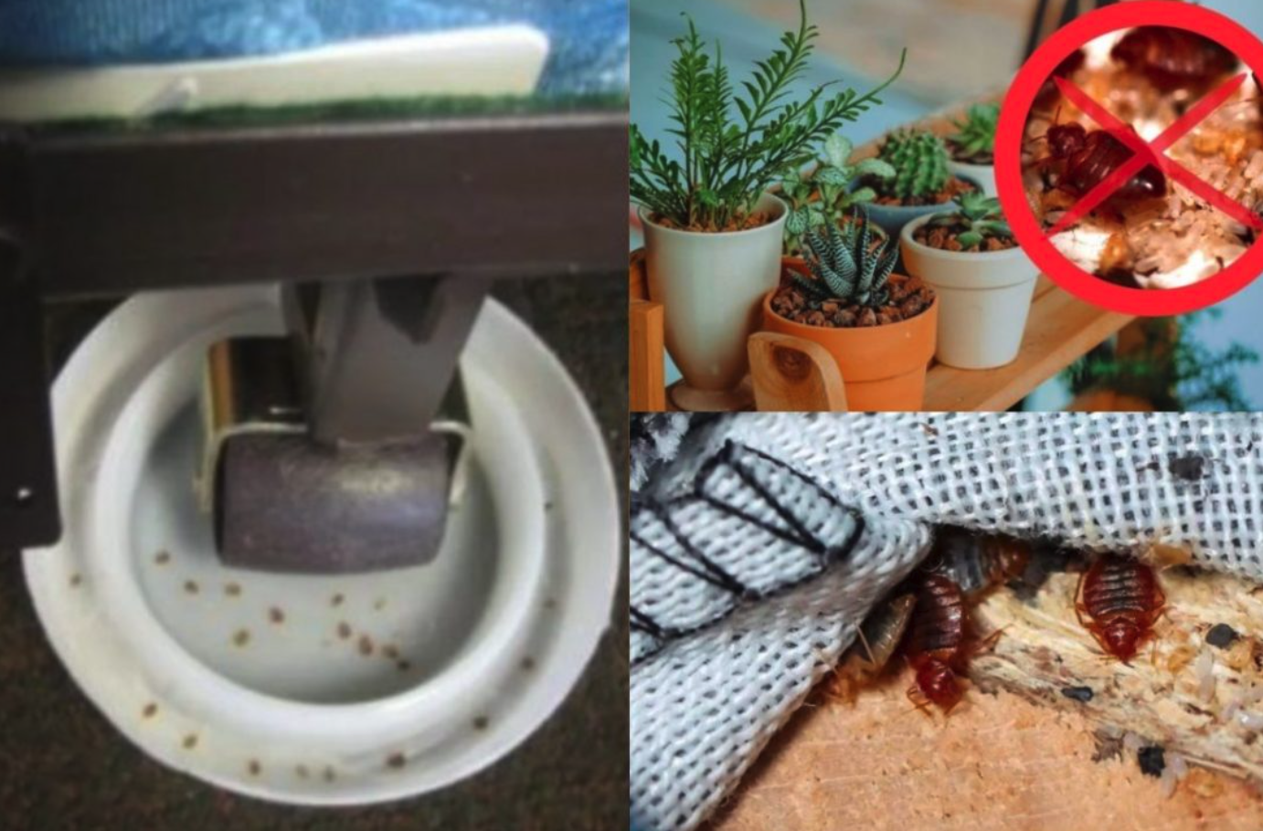 Cómo evitar la presencia de chinches en casa si vives en Fuenlabrada