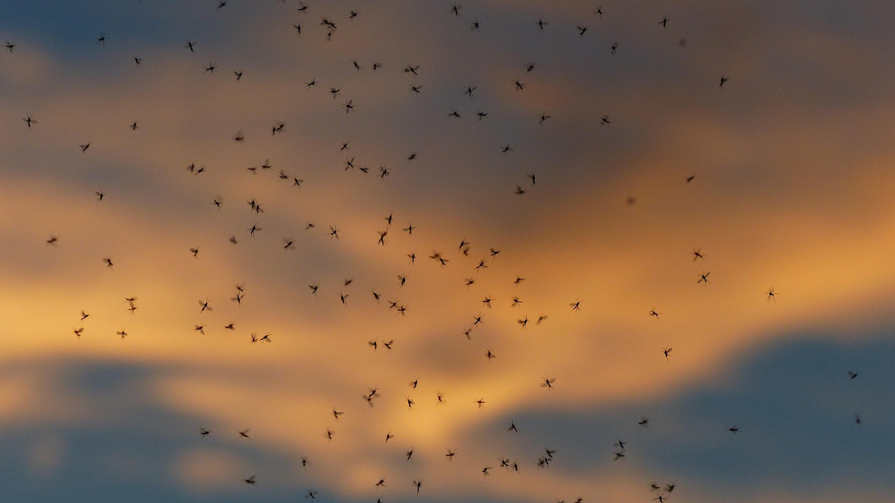 Invasión de mosquitos en Fuenlabrada: por qué este verano habrá más y cómo protegerte