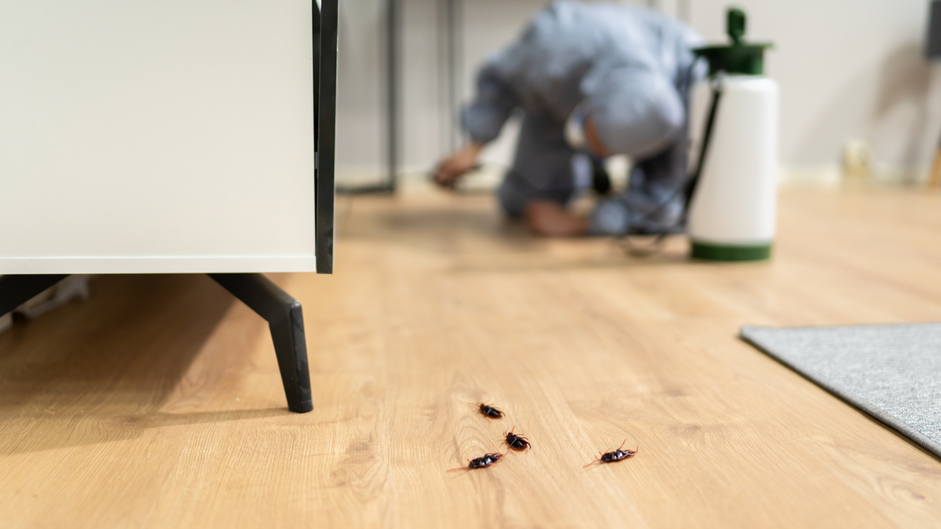 Prepara tu casa en Fuenlabrada para el verano: cómo evitar cucarachas, hormigas y mosquitos