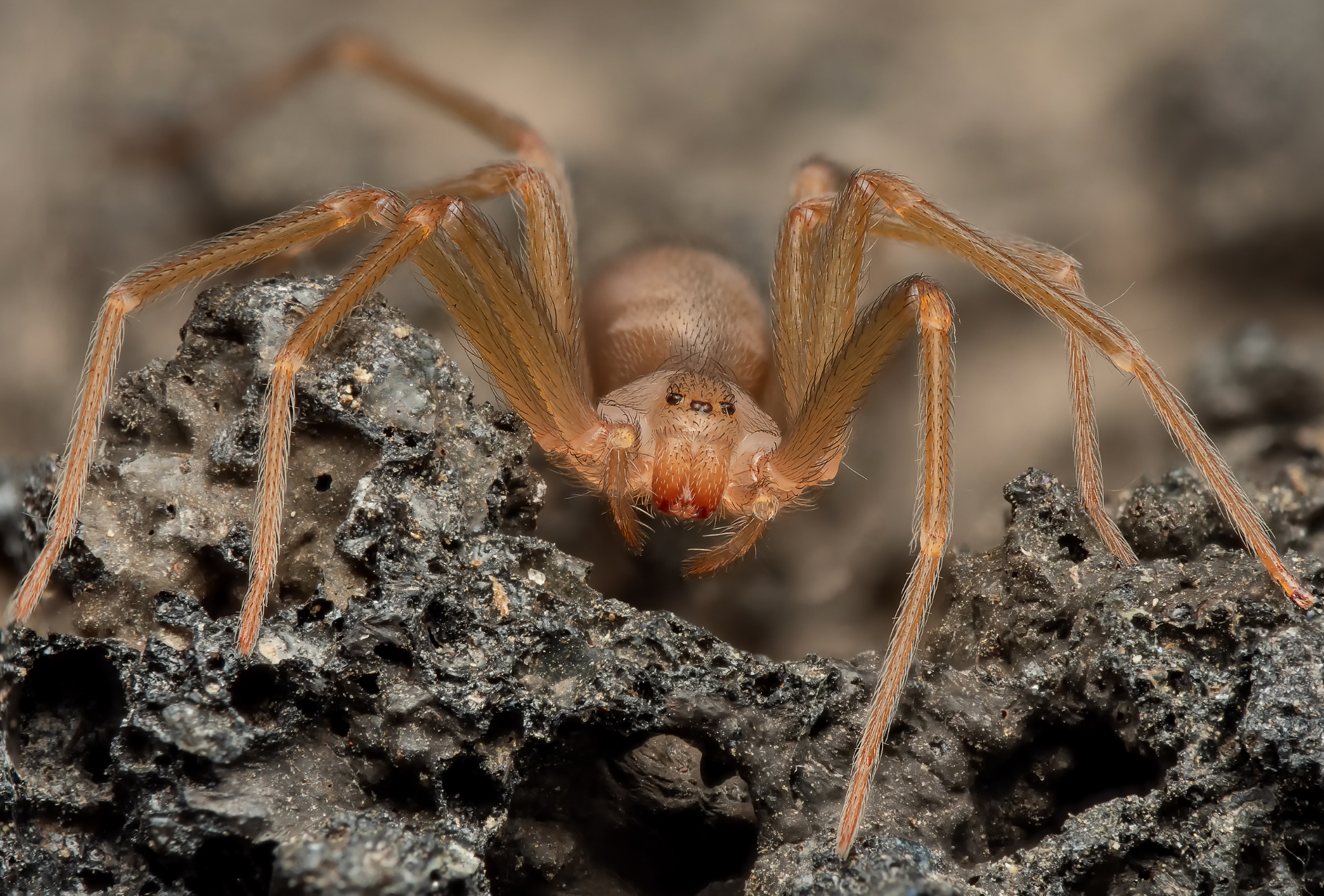 Araña violinista en Fuenlabrada: cómo detectarla y proteger tu hogar