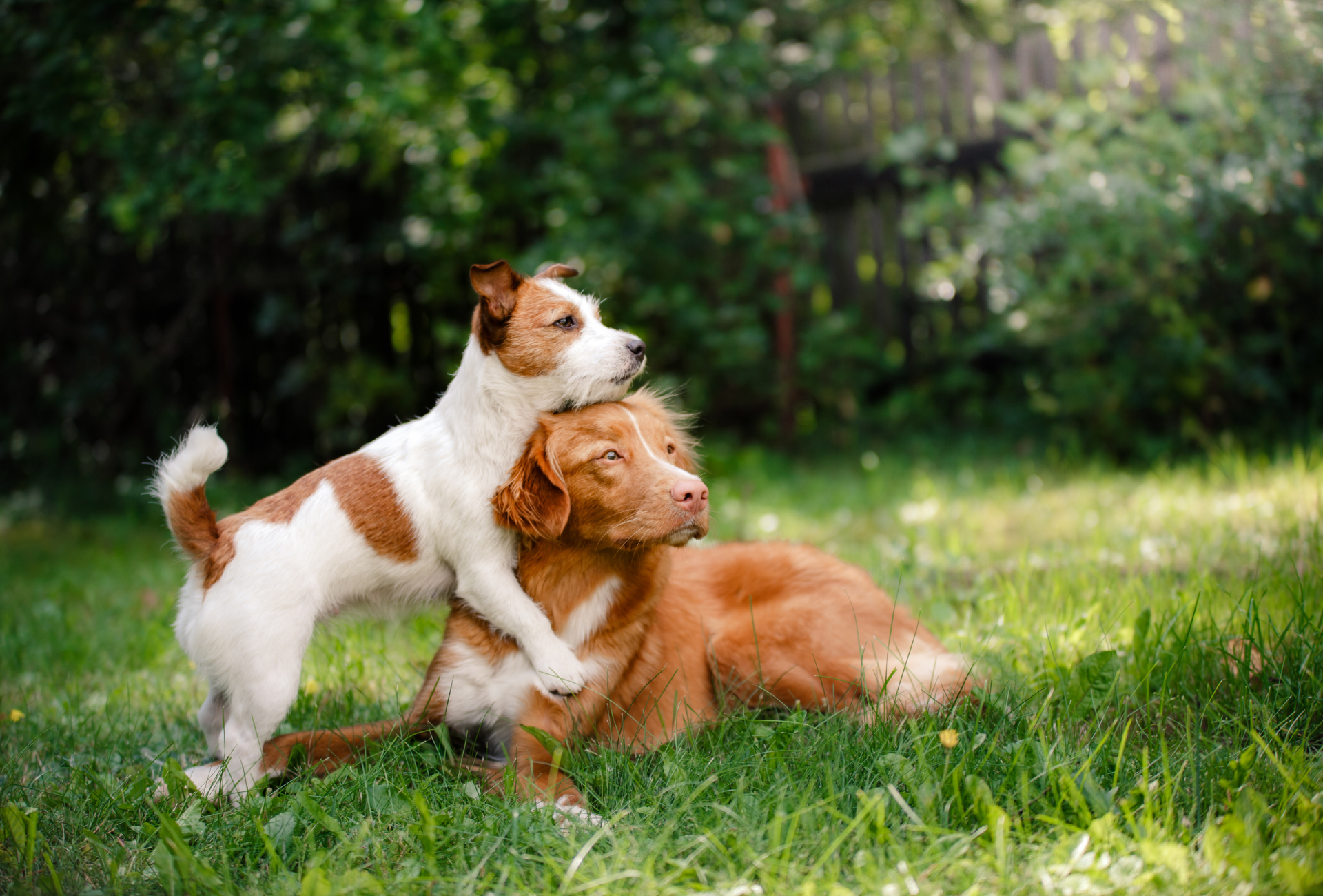 Cómo proteger a tu perro de pulgas y garrapatas este verano en Fuenlabrada