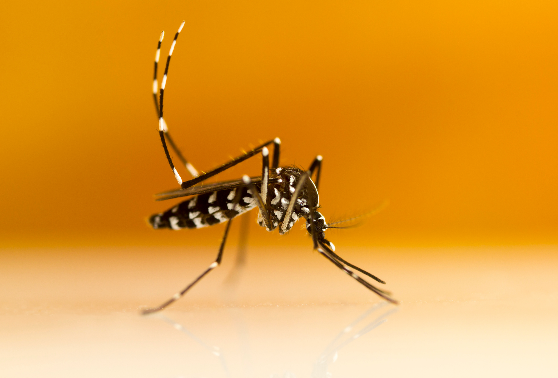 Mosquito tigre en Fuenlabrada: un problema creciente para vecinos y negocios