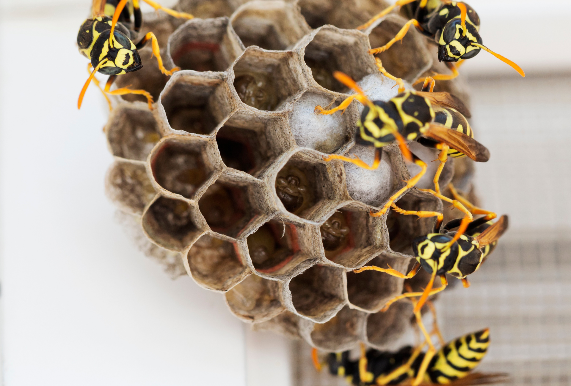 Avispas en septiembre en Fuenlabrada: riesgos en colegios y zonas de ocio