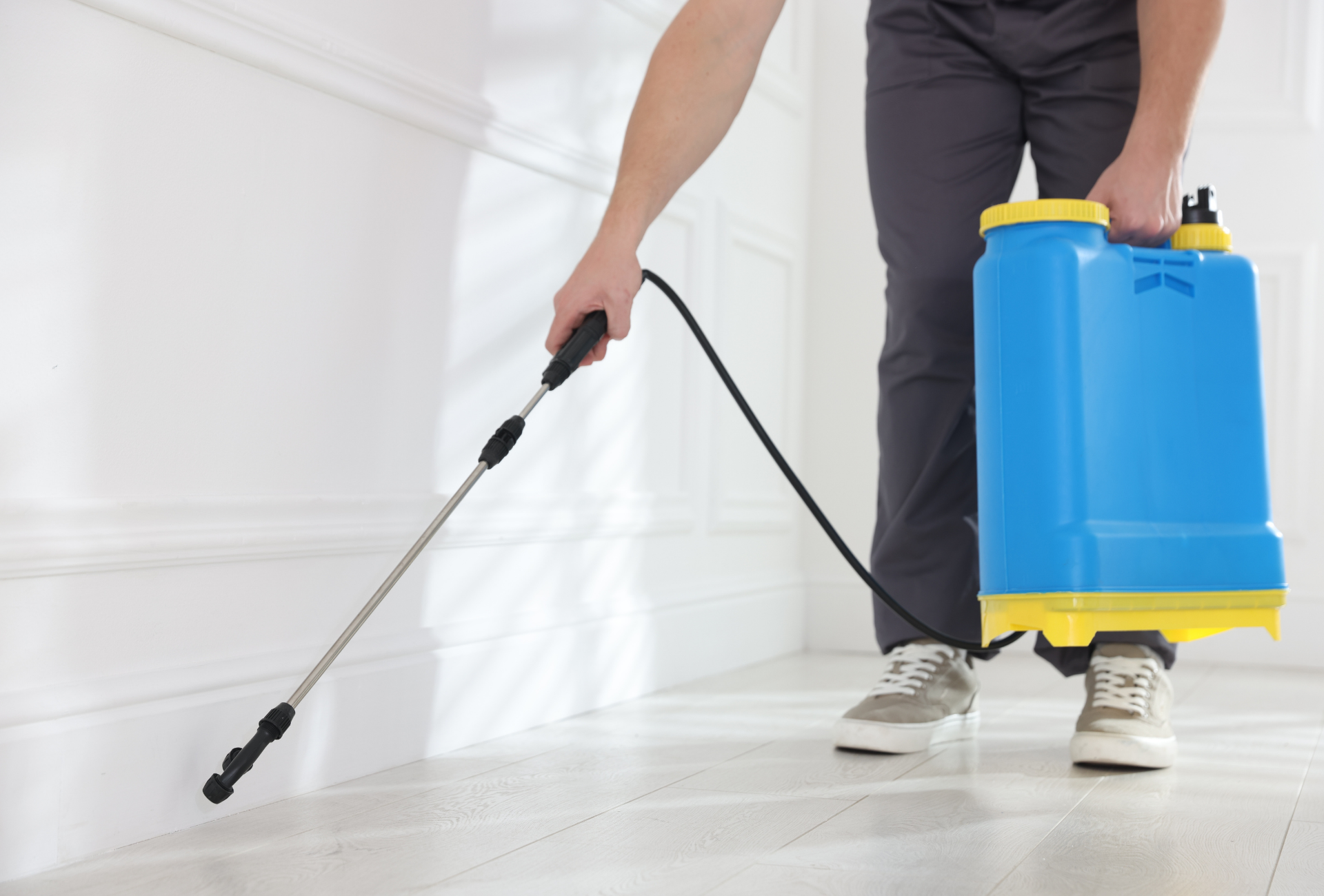 Control de plagas en Fuenlabrada: cómo prevenir infestaciones en viviendas y comunidades